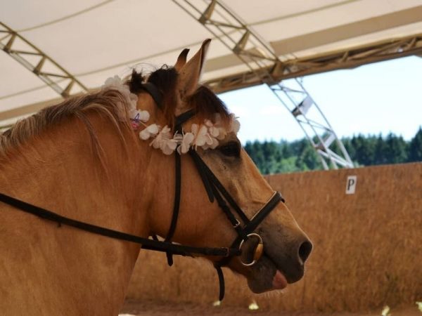 Ridebaneteltstrukturer